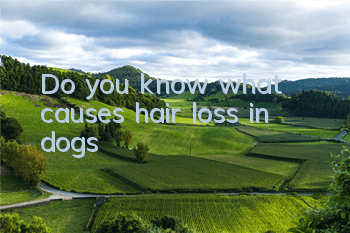 Do you know what causes hair loss in dogs?