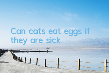 Can cats eat eggs if they are sick?