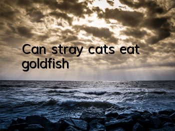 Can stray cats eat goldfish?