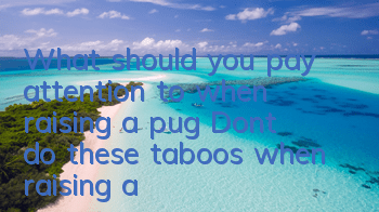 What should you pay attention to when raising a pug? Don’t do these taboos when raising a pug!