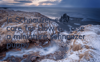 Is Schnauzer easy to care for? How to raise a miniature schnauzer puppy