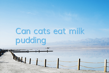Can cats eat milk pudding?