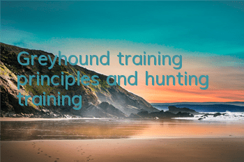 Greyhound training principles and hunting training