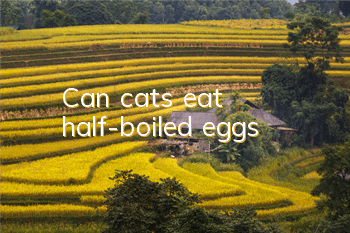 Can cats eat half-boiled eggs?