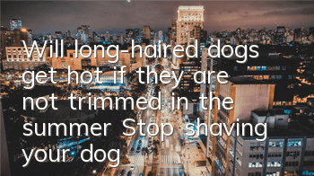 Will long-haired dogs get hot if they are not trimmed in the summer? Stop shaving your dog on your own wishful thinking.