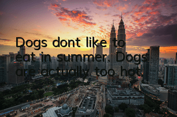 Dogs don’t like to eat in summer. Dogs are actually too hot.