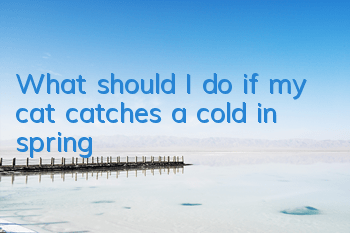 What should I do if my cat catches a cold in spring?