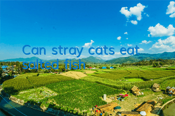 Can stray cats eat salted fish?