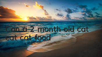Can a 2 month old cat eat cat food?