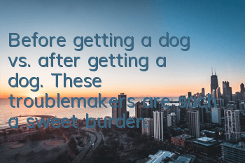 Before getting a dog vs. after getting a dog. These troublemakers are such a sweet burden.