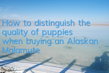 How to distinguish the quality of puppies when buying an Alaskan Malamute