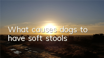 TWhat causes dogs to have soft stools?