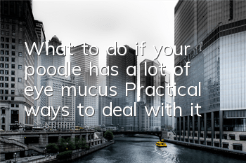 What to do if your poodle has a lot of eye mucus? Practical ways to deal with it