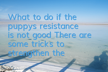 What to do if the puppy’s resistance is not good? There are some tricks to strengthen the resistance
