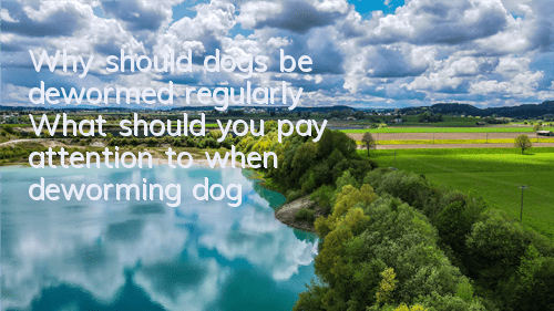 Why should dogs be dewormed regularly? What should you pay attention to when deworming dogs?