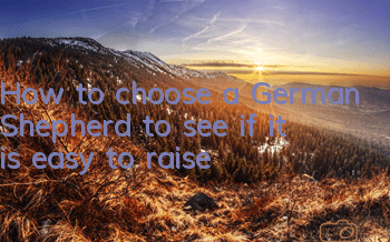 How to choose a German Shepherd to see if it is easy to raise?