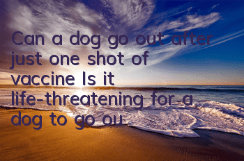 Can a dog go out after just one shot of vaccine? Is it life-threatening for a dog to go out after just one shot of vaccine?