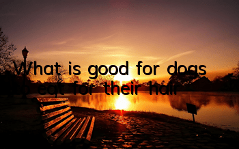TWhat is good for dogs to eat for their hair?