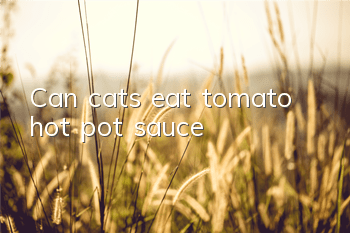 Can cats eat tomato hot pot sauce?