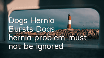 Dog's Hernia Bursts Dog's hernia problem must not be ignored!