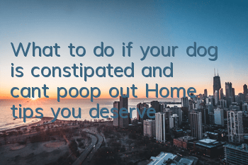 What to do if your dog is constipated and can’t poop out? Home tips you deserve