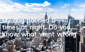 My dog ​​pooped 8 times at night. Do you know what went wrong?