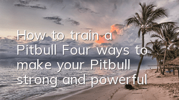 THow to train a Pitbull? Four ways to make your Pitbull strong and powerful!