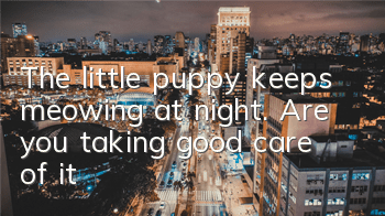 The little puppy keeps meowing at night. Are you taking good care of it?
