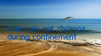Can cats eat shrimps during confinement?