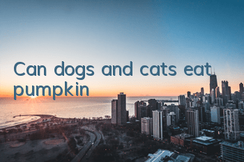 Can dogs and cats eat pumpkin?