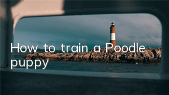 How to train a Poodle puppy?