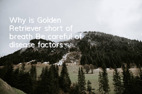 Why is Golden Retriever short of breath? Be careful of disease factors