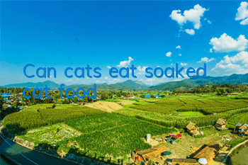 Can cats eat soaked cat food?
