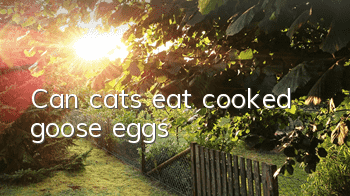 Can cats eat cooked goose eggs?