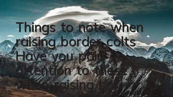 Things to note when raising border colts Have you paid attention to these when raising border colts?