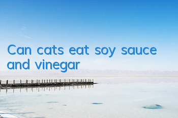Can cats eat soy sauce and vinegar?