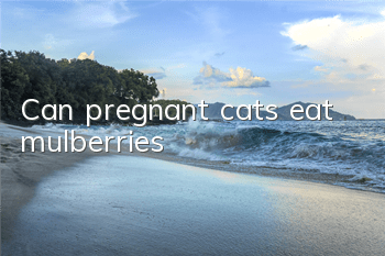 Can pregnant cats eat mulberries?