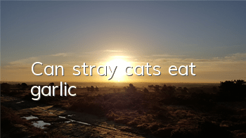 Can stray cats eat garlic?