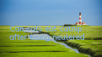 Can cats eat catnip after being neutered?
