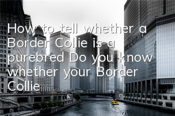 How to tell whether a Border Collie is a purebred? Do you know whether your Border Collie is a purebred?