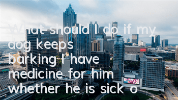 What should I do if my dog ​​keeps barking? I have medicine for him whether he is sick or not.