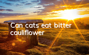 Can cats eat bitter cauliflower?