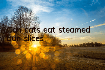 Can cats eat steamed bun slices?
