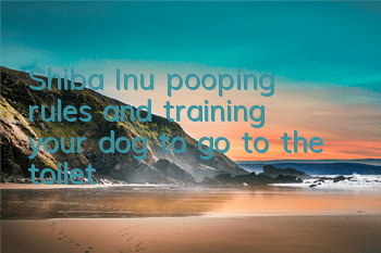 Shiba Inu pooping rules and training your dog to go to the toilet