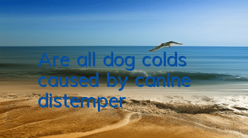 TAre all dog colds caused by canine distemper?