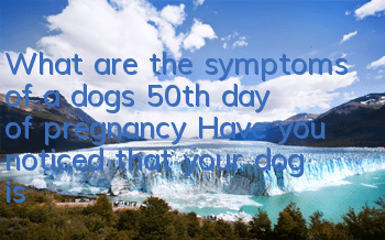 What are the symptoms of a dog’s 50th day of pregnancy? Have you noticed that your dog is about to give birth?
