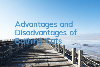 TAdvantages and Disadvantages of Bathing Cats