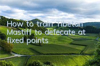 How to train Tibetan Mastiff to defecate at fixed points
