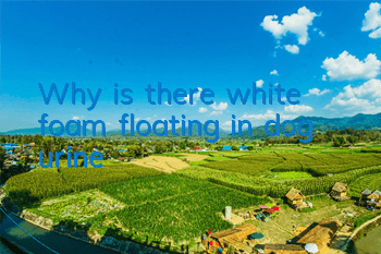 Why is there white foam floating in dog urine?