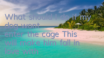 What should I do if my dog ​​won’t enter the cage? This will make him fall in love with closing the door.